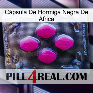 Cápsula De Hormiga Negra De África 02